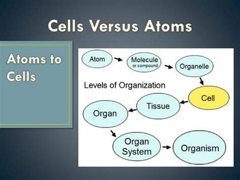 in what ways are cells similar to atoms